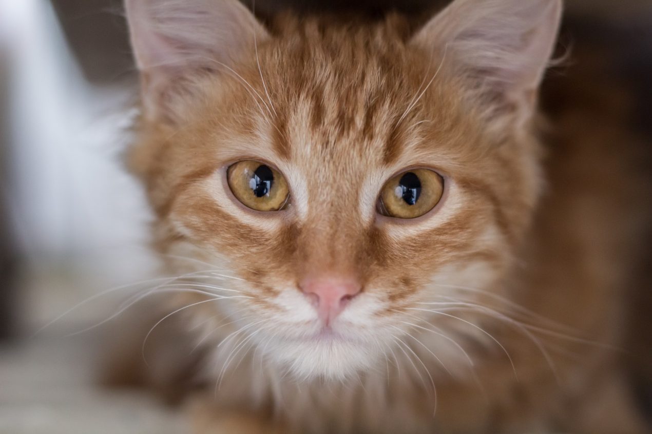 Türkisch Angora - Die elegante Langhaarkatze im Portrait