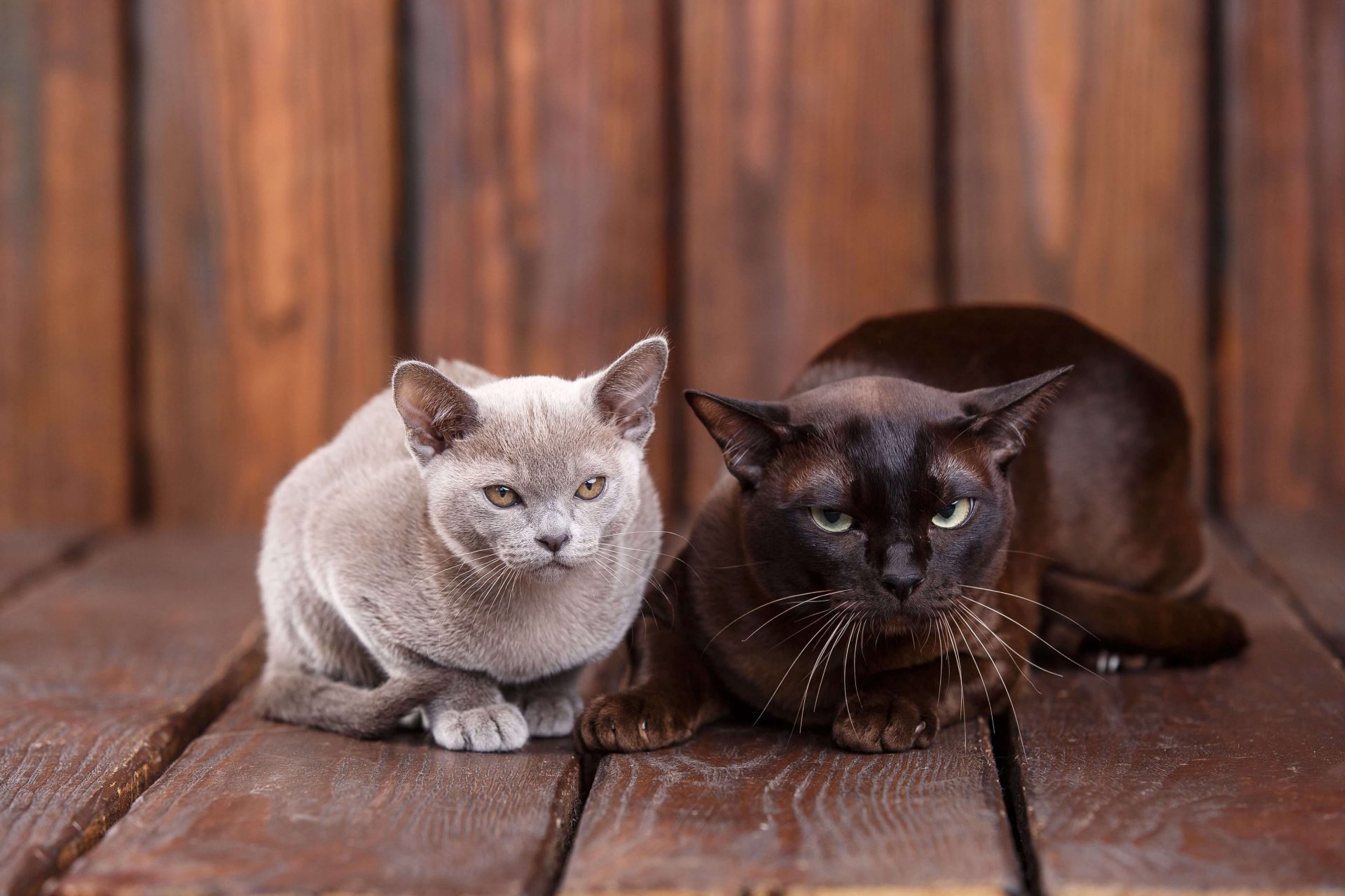 Zwei Burma Katze in unterschiedlichen Farben