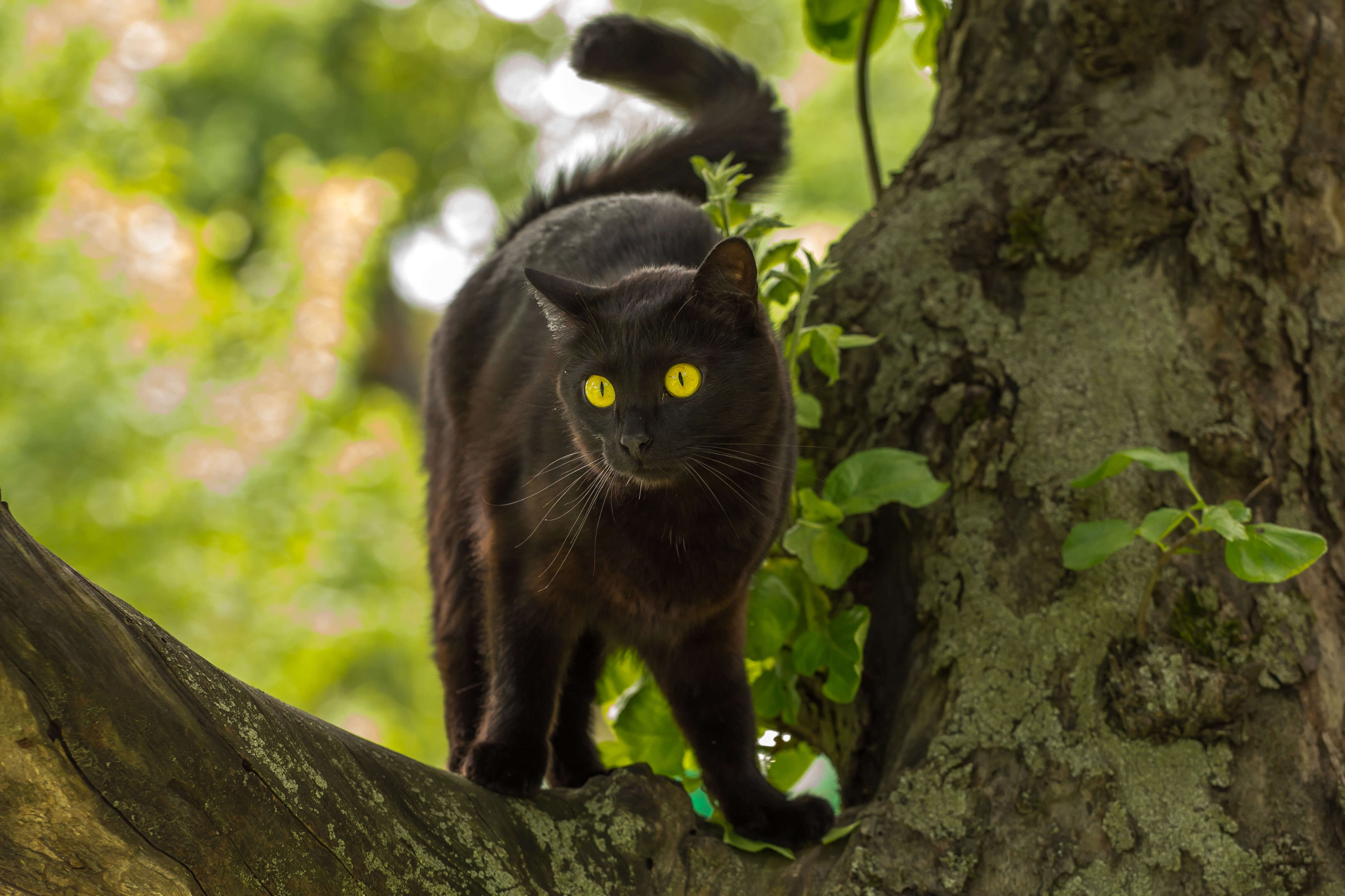 Описание черной кошки. Бомбейская черная кошка. Бомбейская кошка пушистая. Бомбейская кошка длинношерстная. Бомбейская короткошерстная кошка.