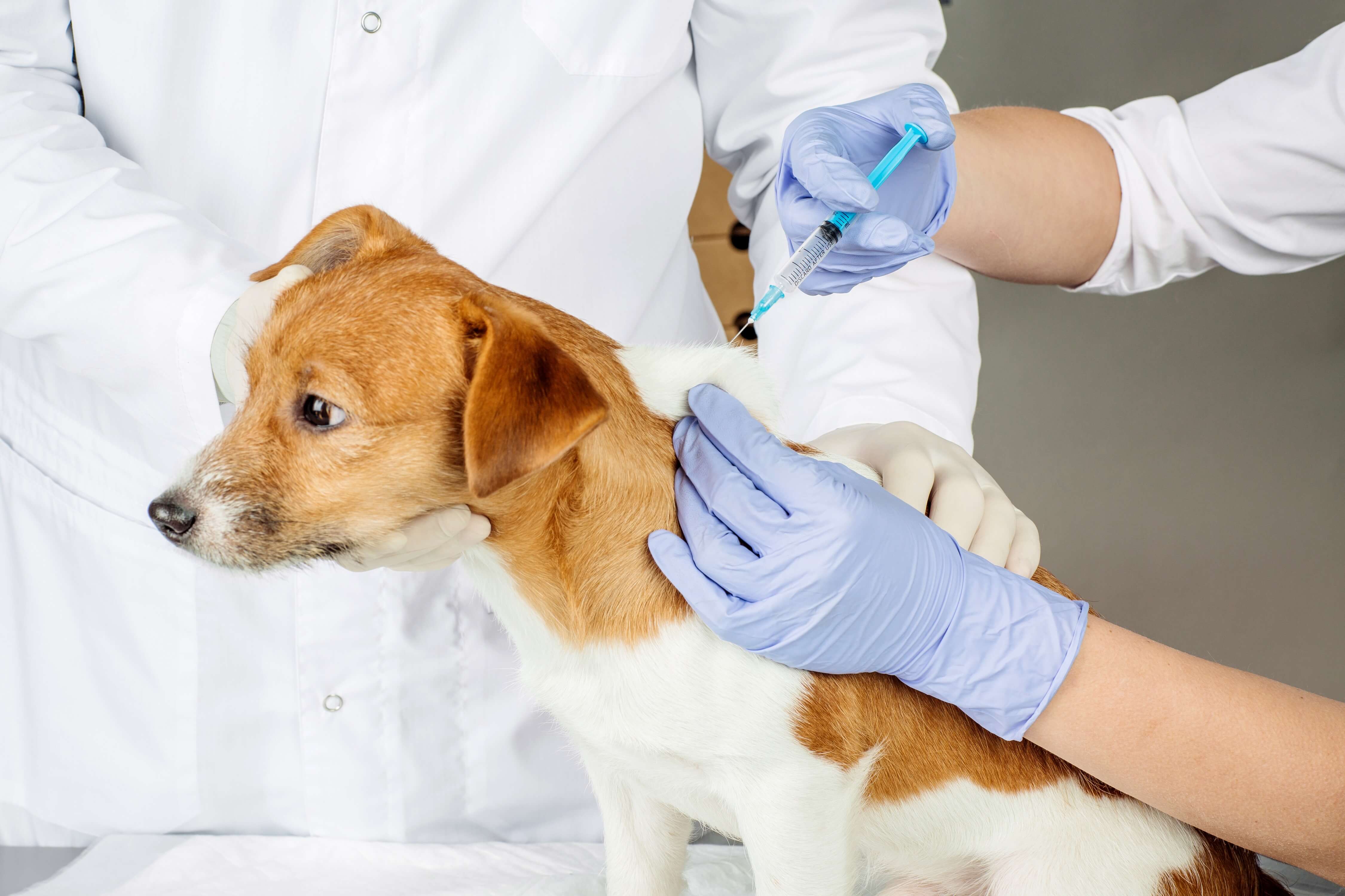 Berufe mit Hunden Eine Übersicht der 10 beliebtesten Berufe