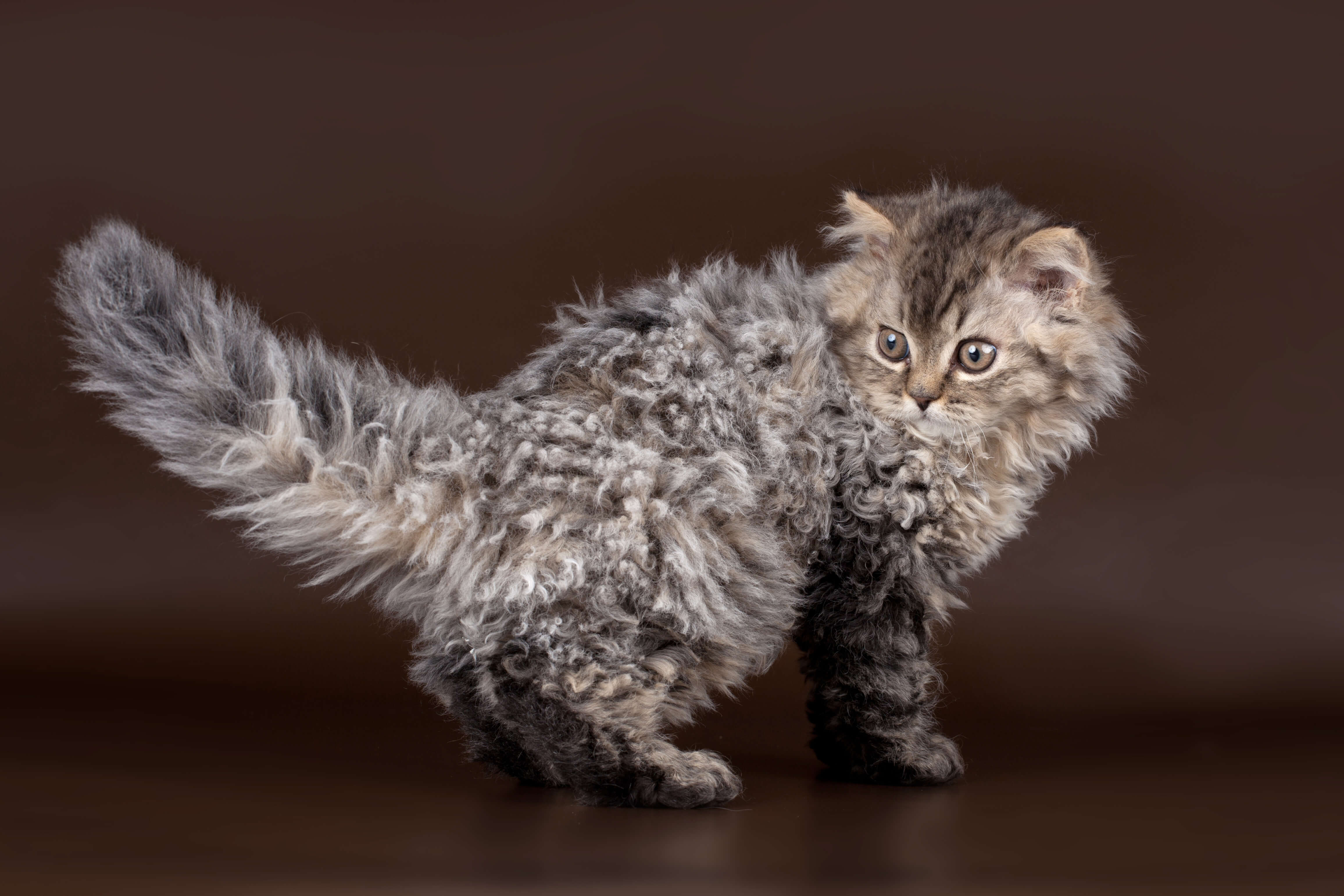 Selkirk Rex