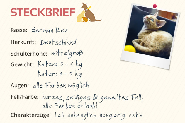 German Rex