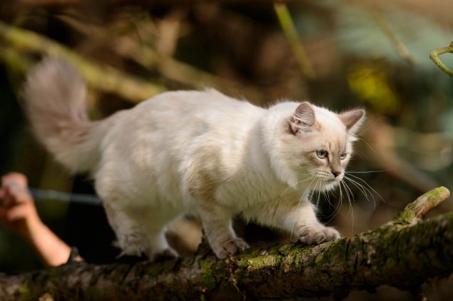 Garten katzensicher machen