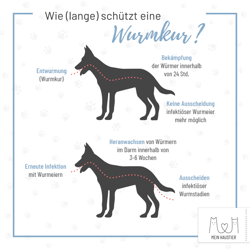 Hunde entwurmen Infos, Kosten & zur Wurmkur