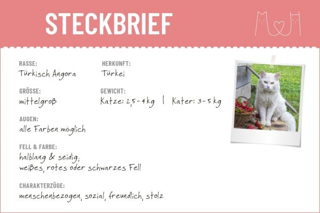 Steckbrief mit Infos zur Türkisch Angora
