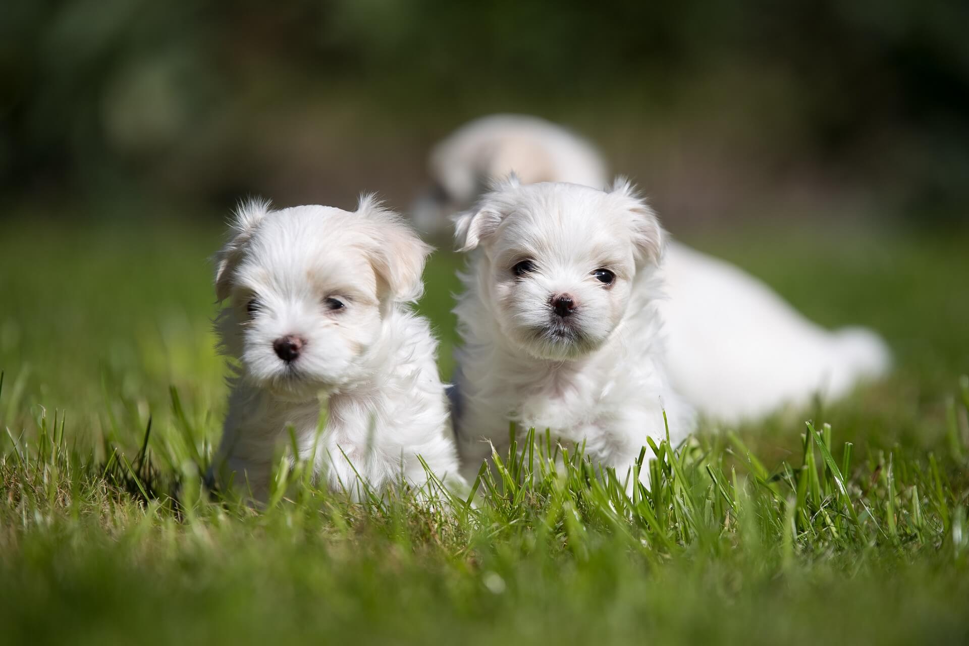 Malteser Hunde  Die Seite zum Malteser Hunderasse