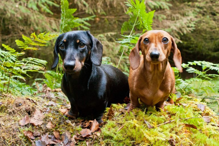 Cockapoo - ein flauschiger und freundlicher Begleiter