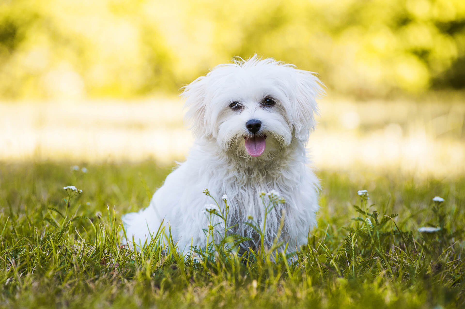 Malteser Hund | Charakter, Pflege & Haltung