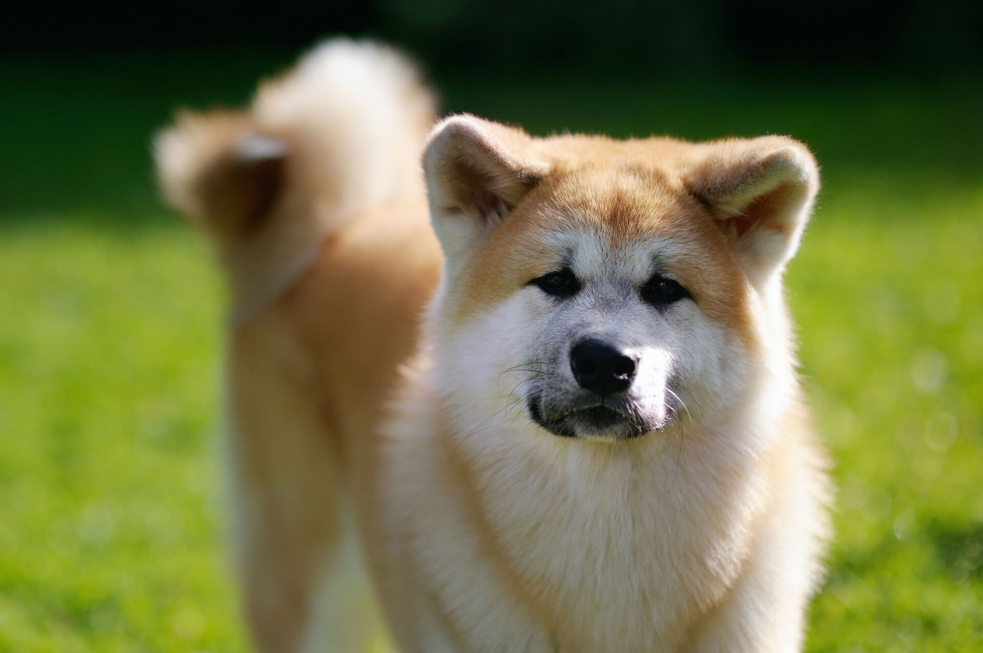 Der Akita Inu - Die urtümliche Hunderasse Portrait