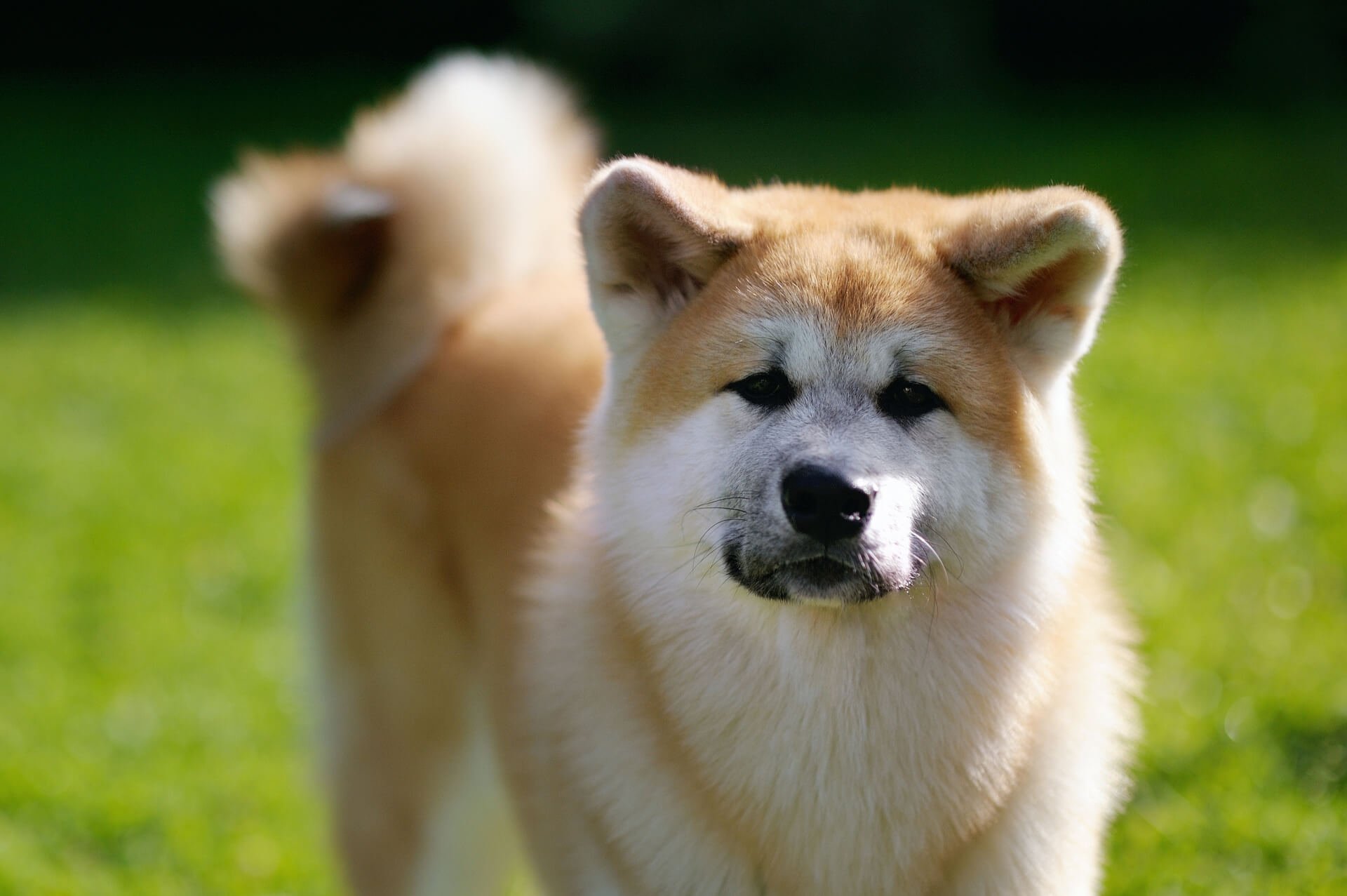 Anhänger Hund Akita Inu