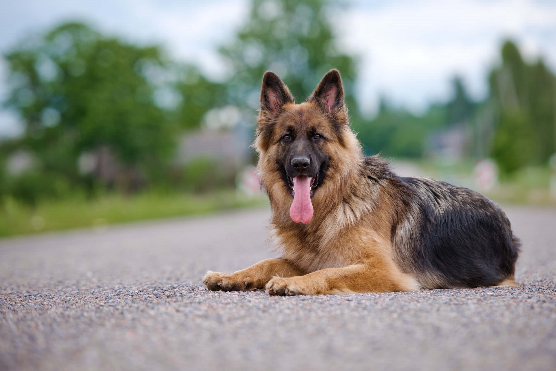 Deutscher Sch ferhund Mein haustier de