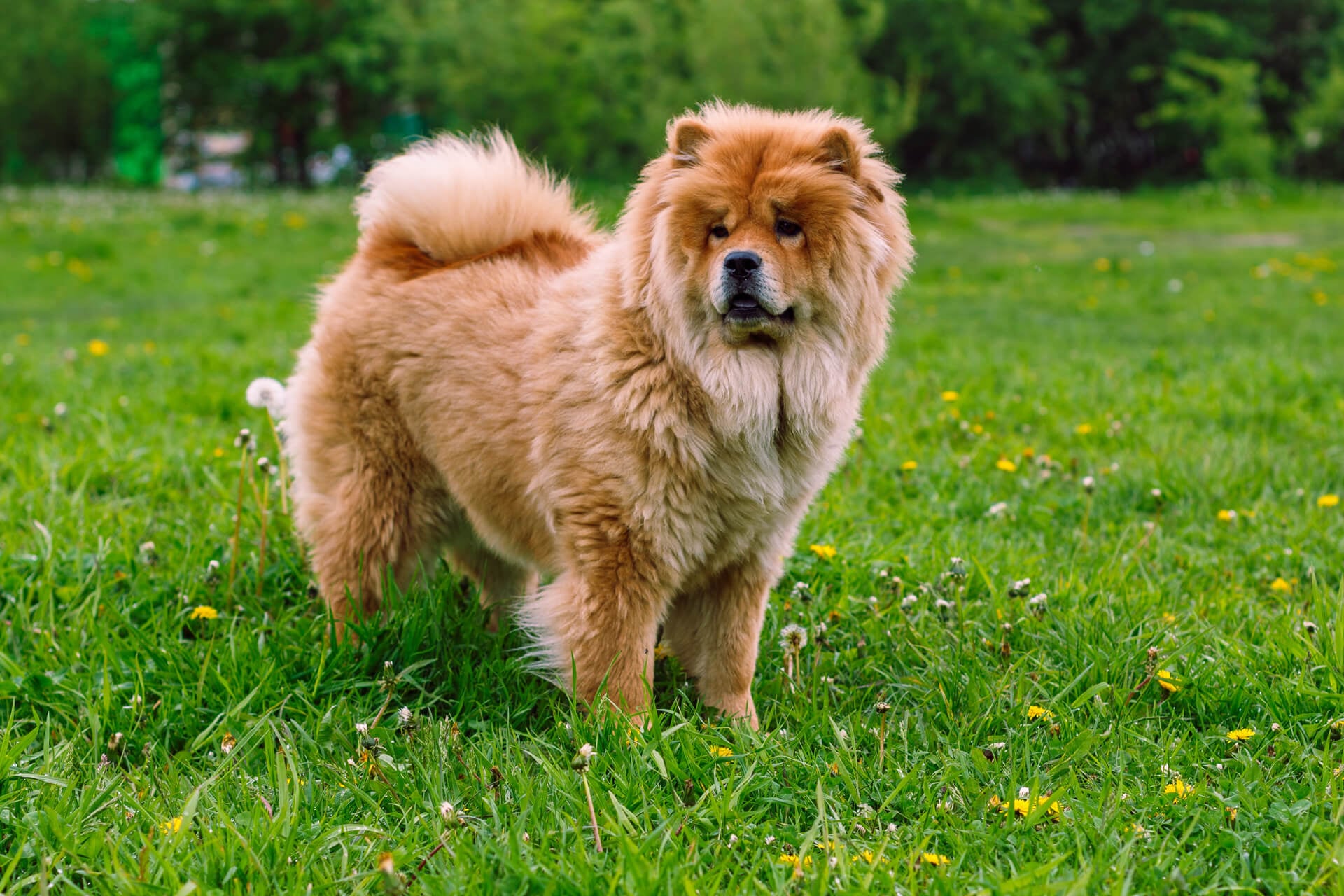 Ein Chow Chow im Garten