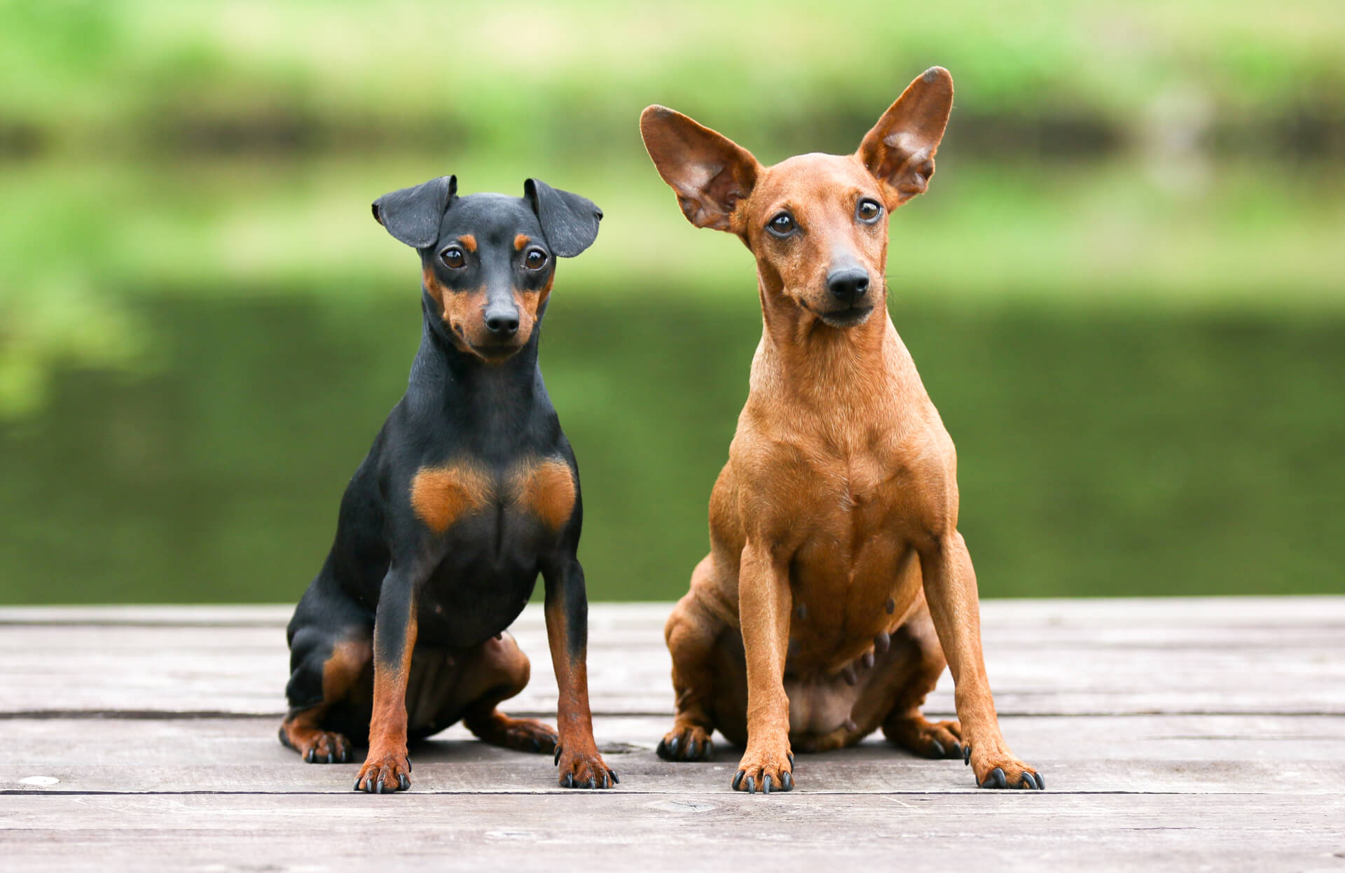 Zwergpinscher | Charakter, & Haltung