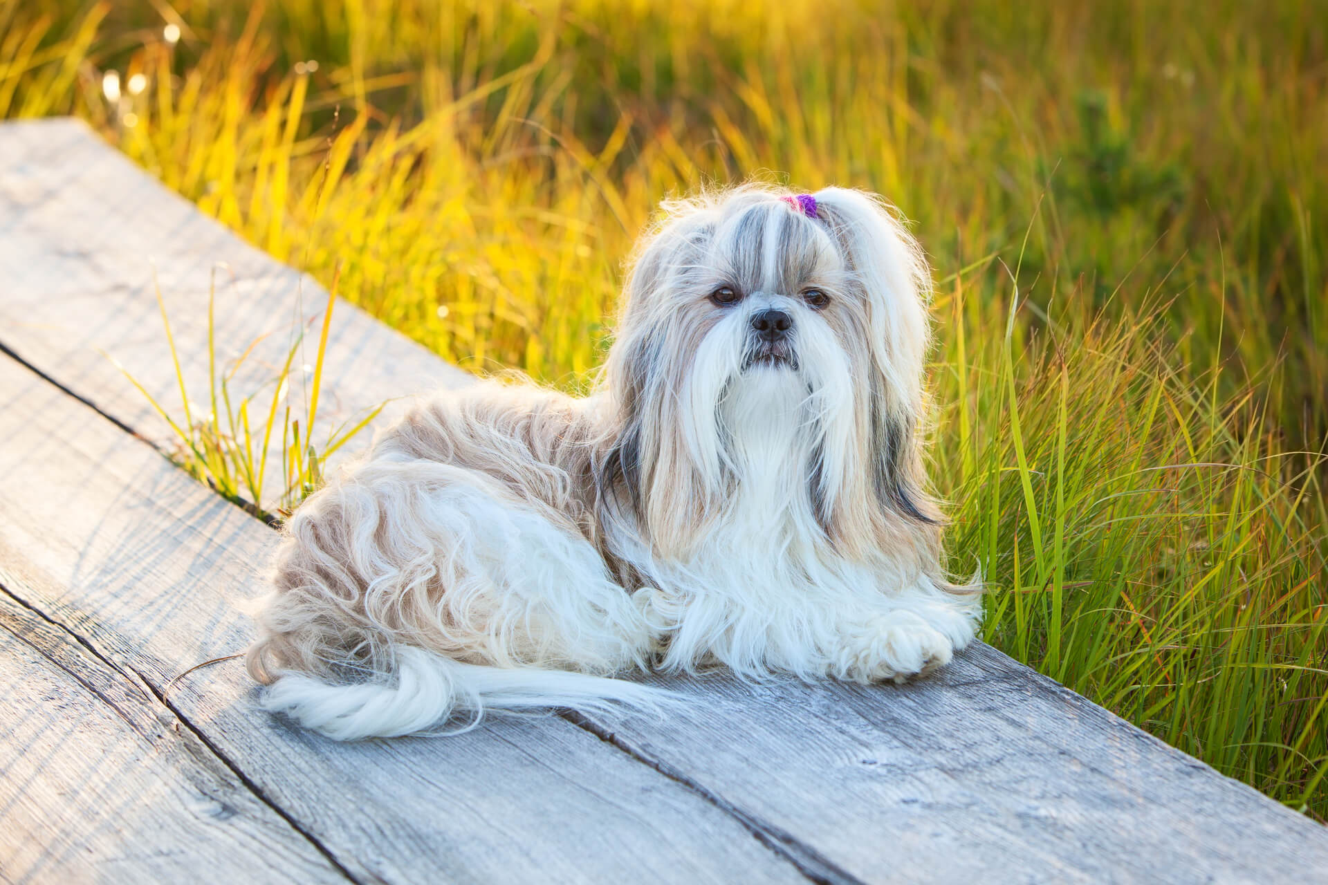 tæmme Bounce Skrøbelig Shih Tzu Steckbrief | Charakter, Pflege & Haltung