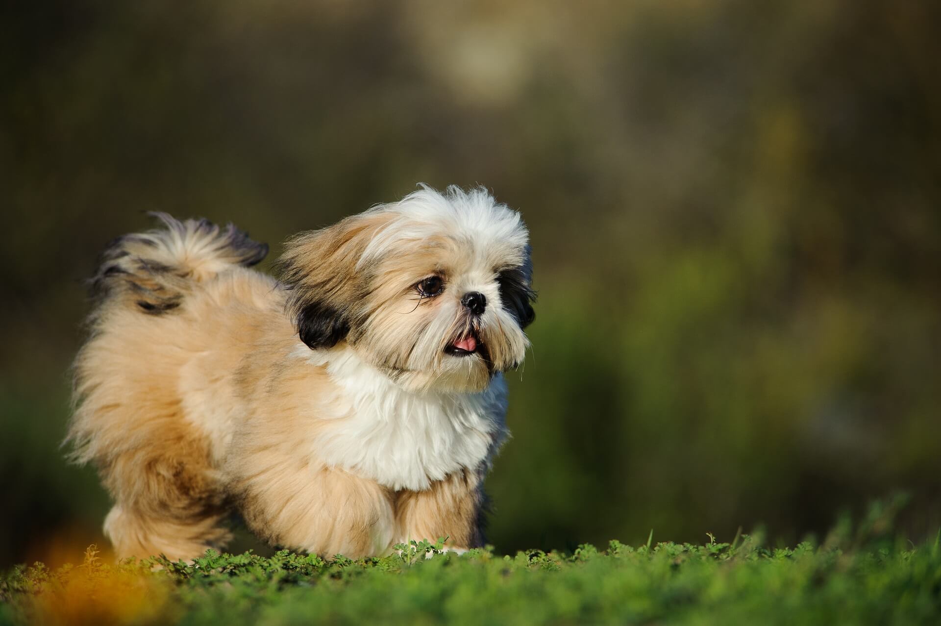 tæmme Bounce Skrøbelig Shih Tzu Steckbrief | Charakter, Pflege & Haltung