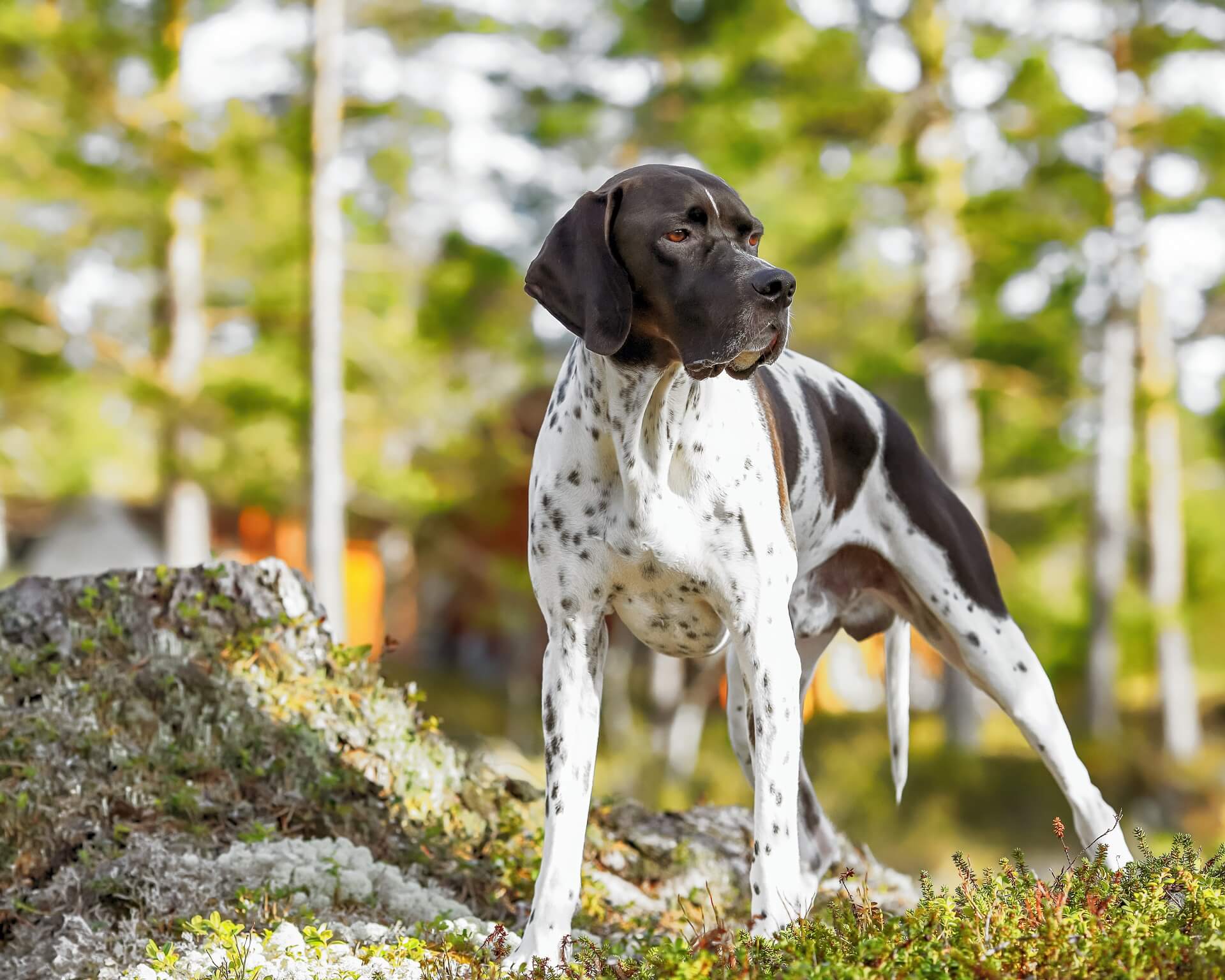English Pointer Steckbrief Charakter, Pflege & Haltung