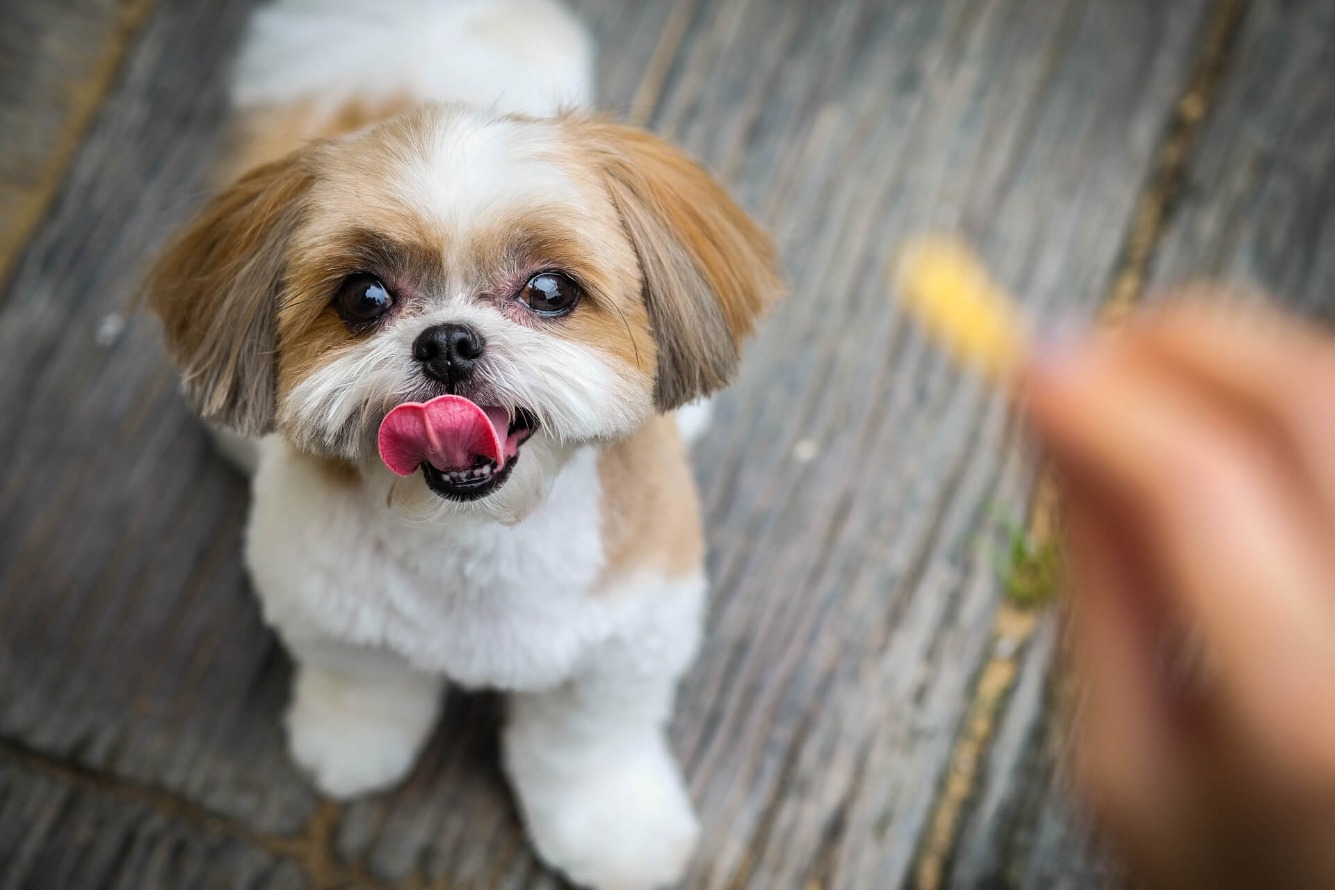 tæmme Bounce Skrøbelig Shih Tzu Steckbrief | Charakter, Pflege & Haltung