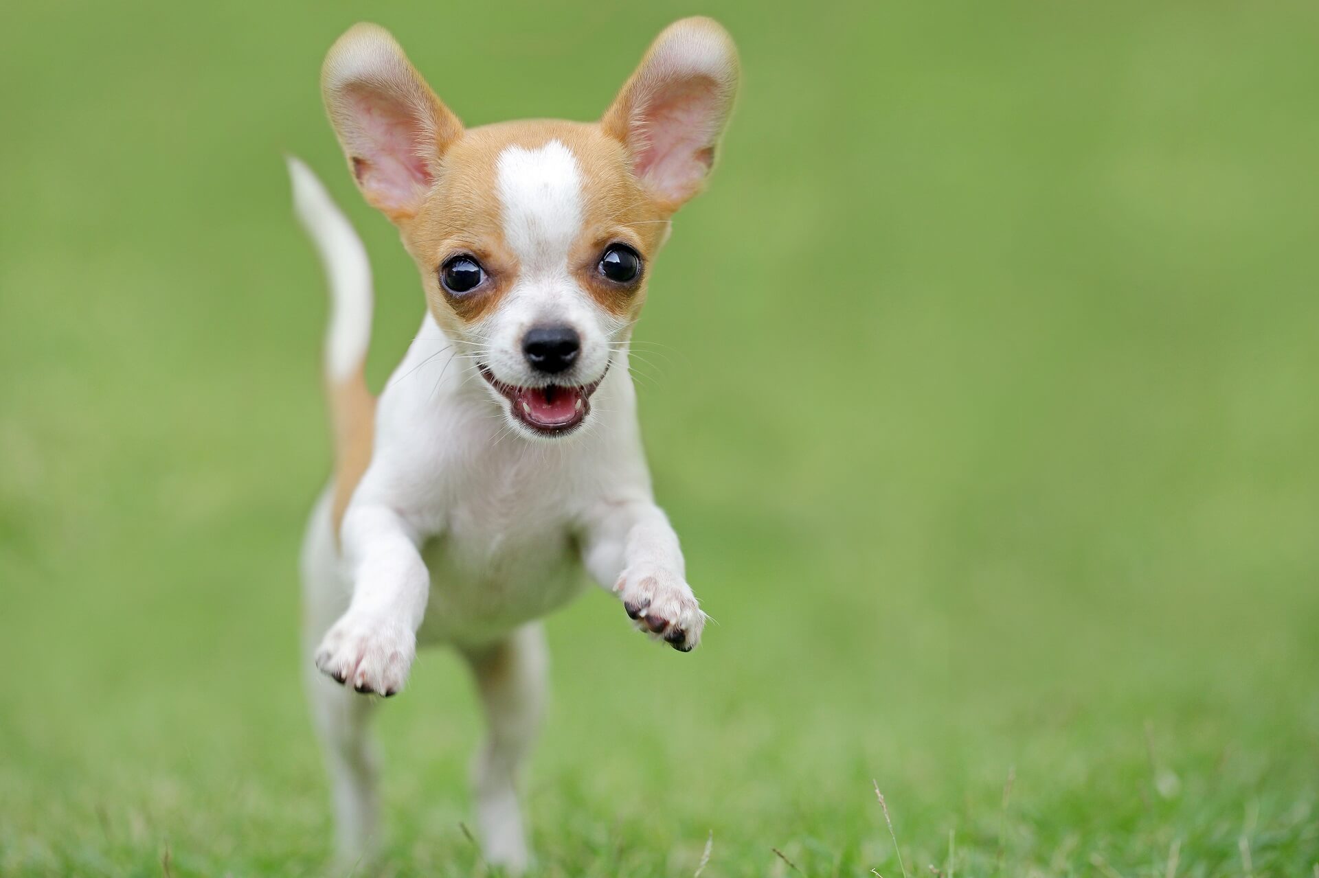 operatør sandsynlighed skør Chihuahua Steckbrief | Charakter, Wesen & Haltung