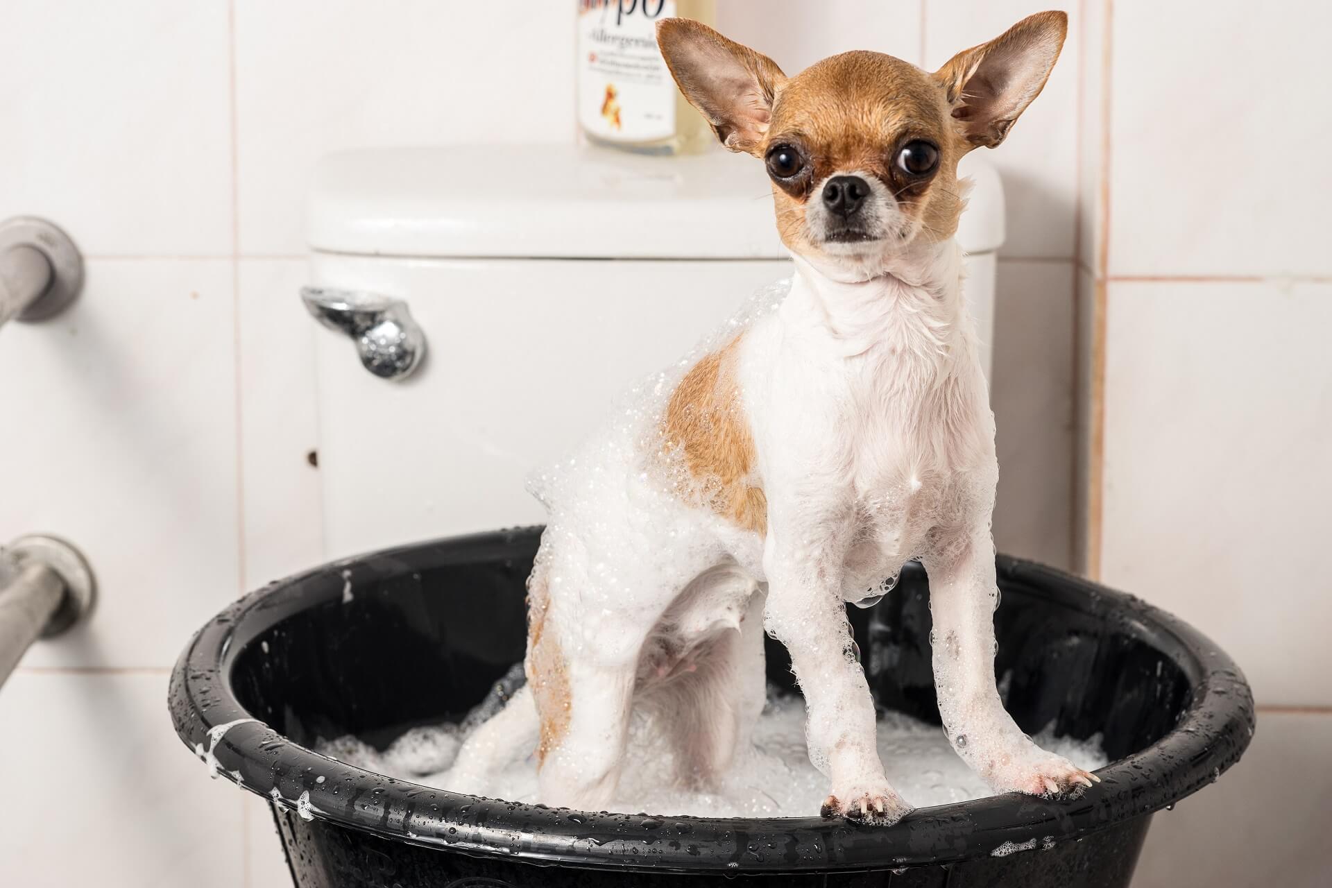 operatør sandsynlighed skør Chihuahua Steckbrief | Charakter, Wesen & Haltung