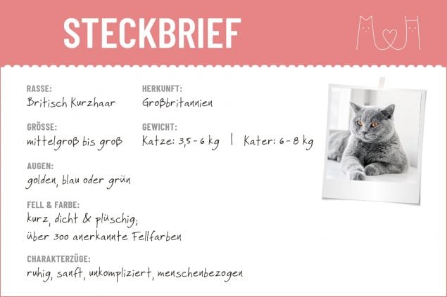 Steckbrief mit Infos zur Britisch Kurzhaar