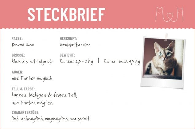 Devon Rex