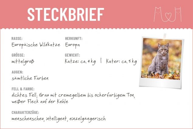 Steckbrief mit Infos zur Europäische Wildkatze