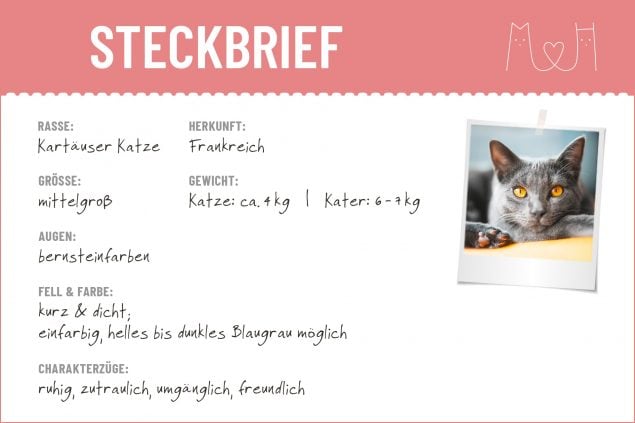 Steckbrief mit Infos zur Kartäuser Katze