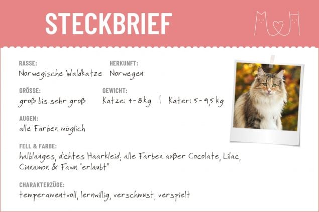 Steckbrief Norwegische Waldkatze
