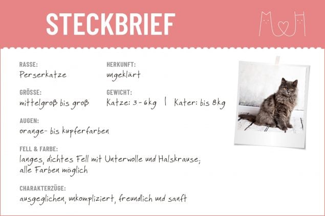 Perserkatze Steckbrief