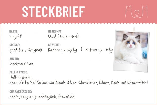 Steckbrief mit Infos zur Ragdoll