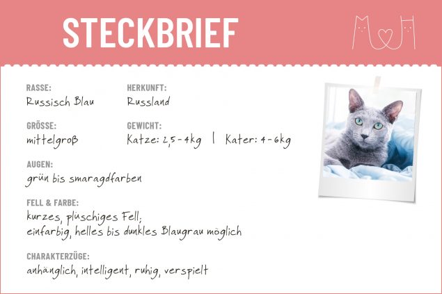 Steckbrief mit Infos zur Russisch Blau