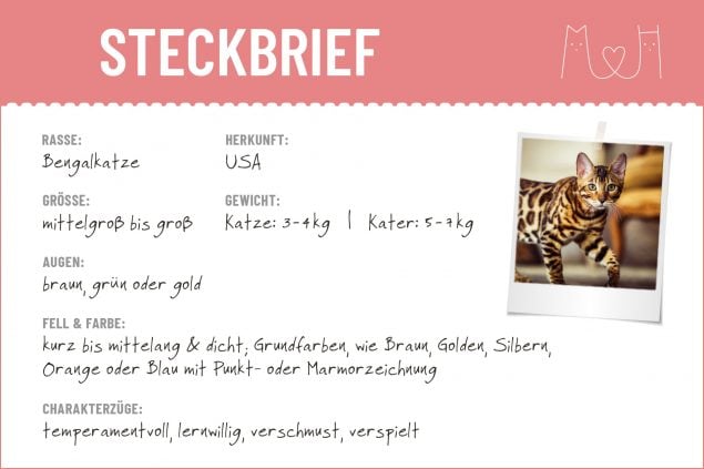 Steckbrief mit Infos über die Bengalkatze