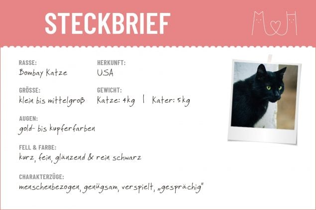 Bombay Katze