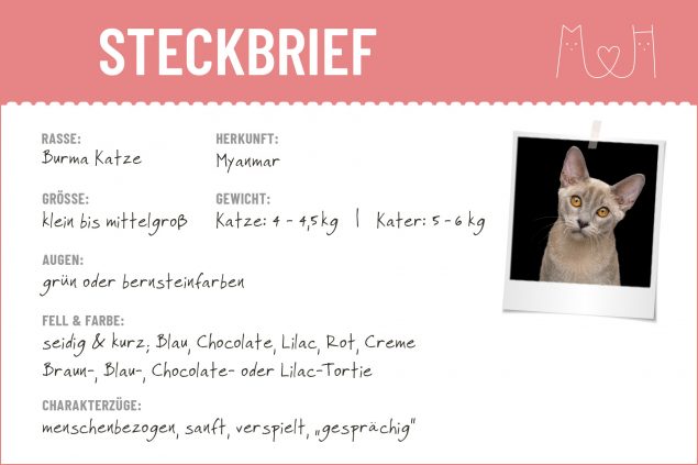 Steckbrief mit Infos zur Burma Katze