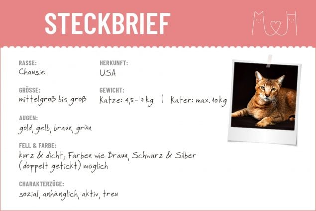 Steckbrief mit Infos zum Chausie