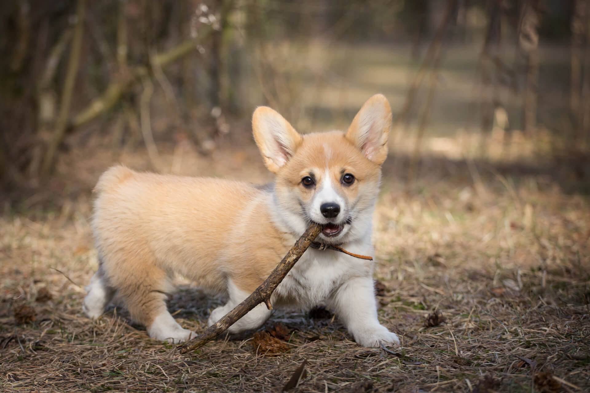 omvendt klint Kakadu Welsh Corgi Steckbrief | Charakter, Pflege & Haltung