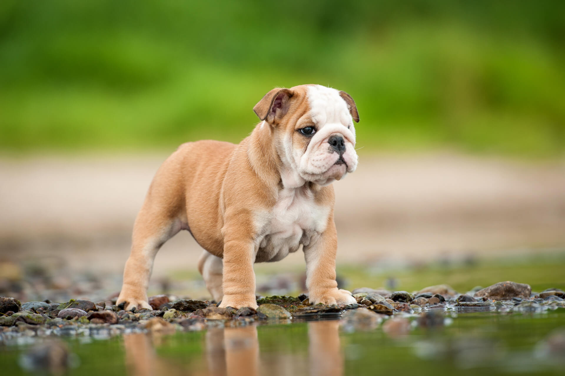 Französische Bulldogge - Steckbrief Rasseportrait & Informationen