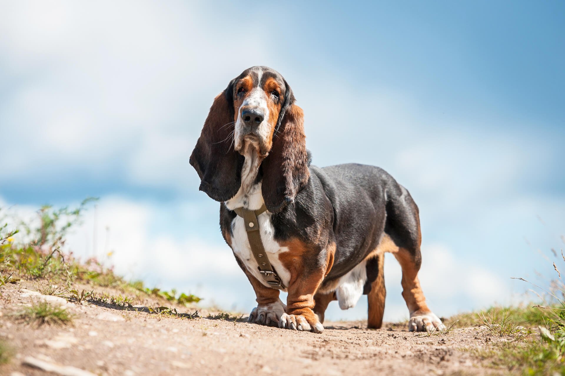 Basset Hound | Charakter, Pflege Haltung