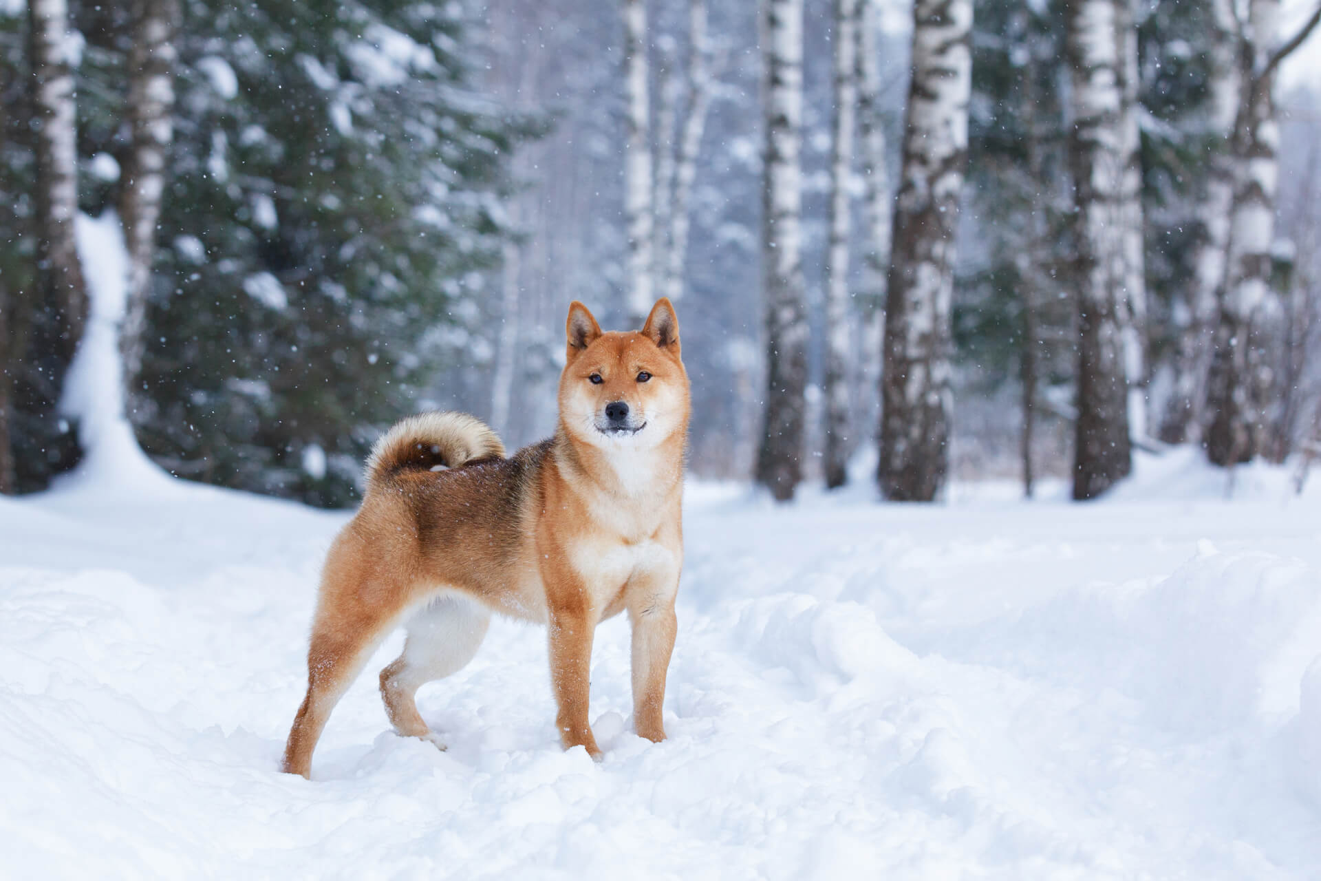 Roter Shiba Inu im Schnee