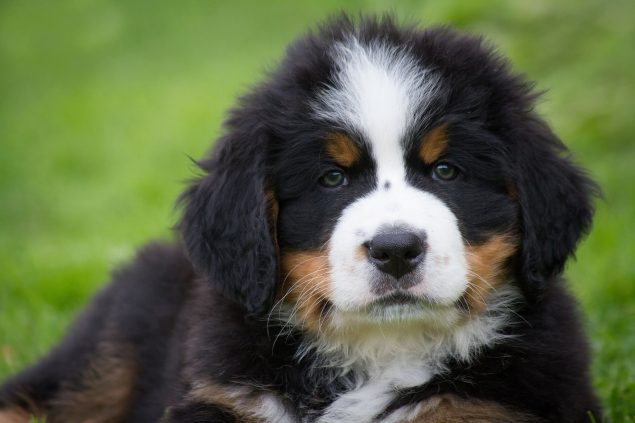 Wieviel Frisst Ein Berner Sennenhund Am Tag Der Berner Sennenhund - ein gutmütiger Hund aus der Schweiz im Portrait