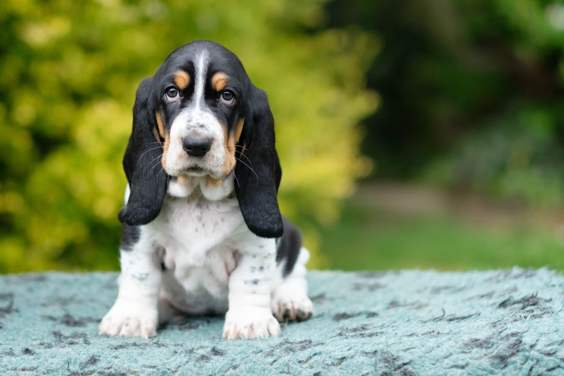 Basset Hound | Charakter, Pflege Haltung