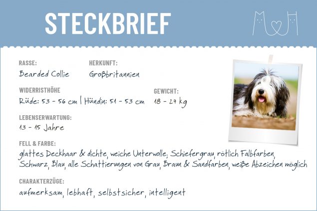 Steckbrief mit Infos zum Bearded Collie