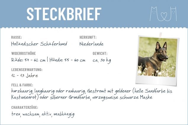 Holländischer Schäferhund