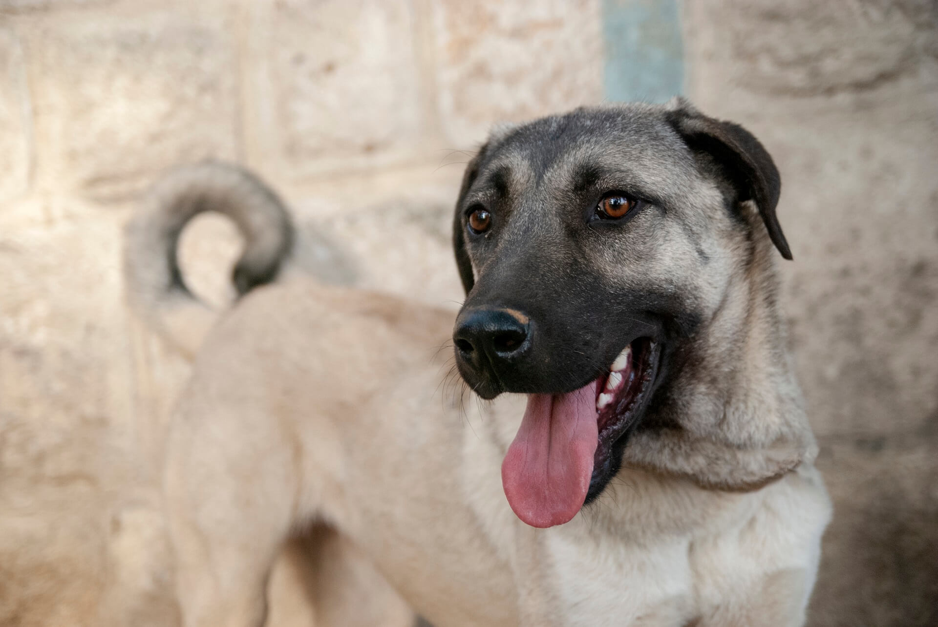 Kangal Steckbrief Charakter, Haltung & Geschichte
