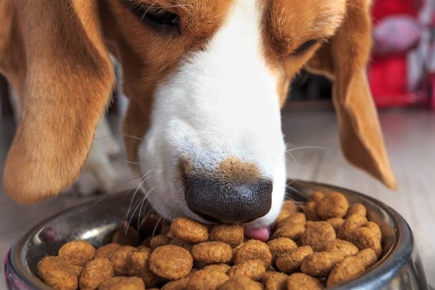 Hundefutter für Allergiker