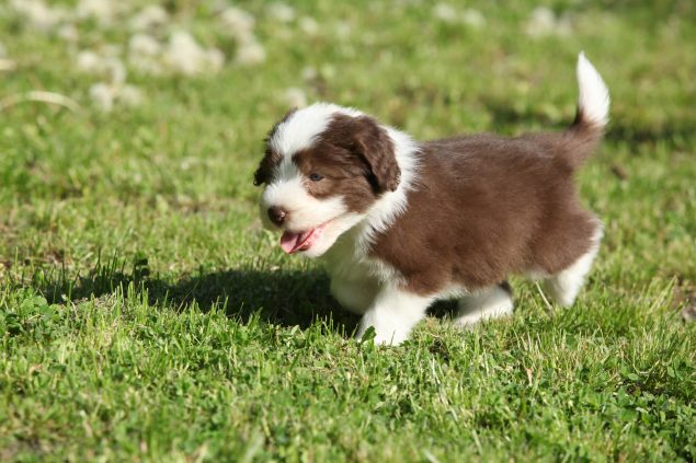 Bearded Collie Welpe