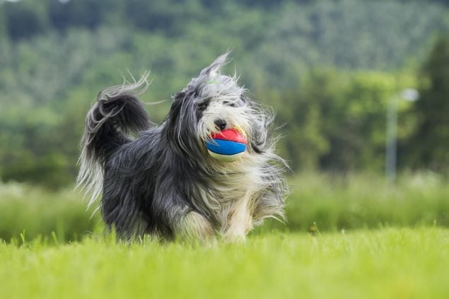 Aktiver Bearded Collie beim Spielen