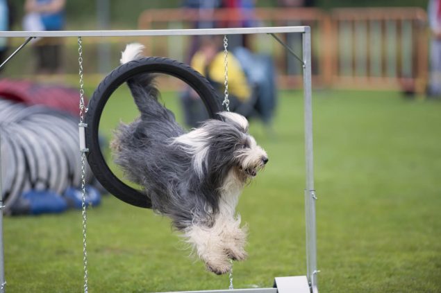 Bearded Collie beim Agility
