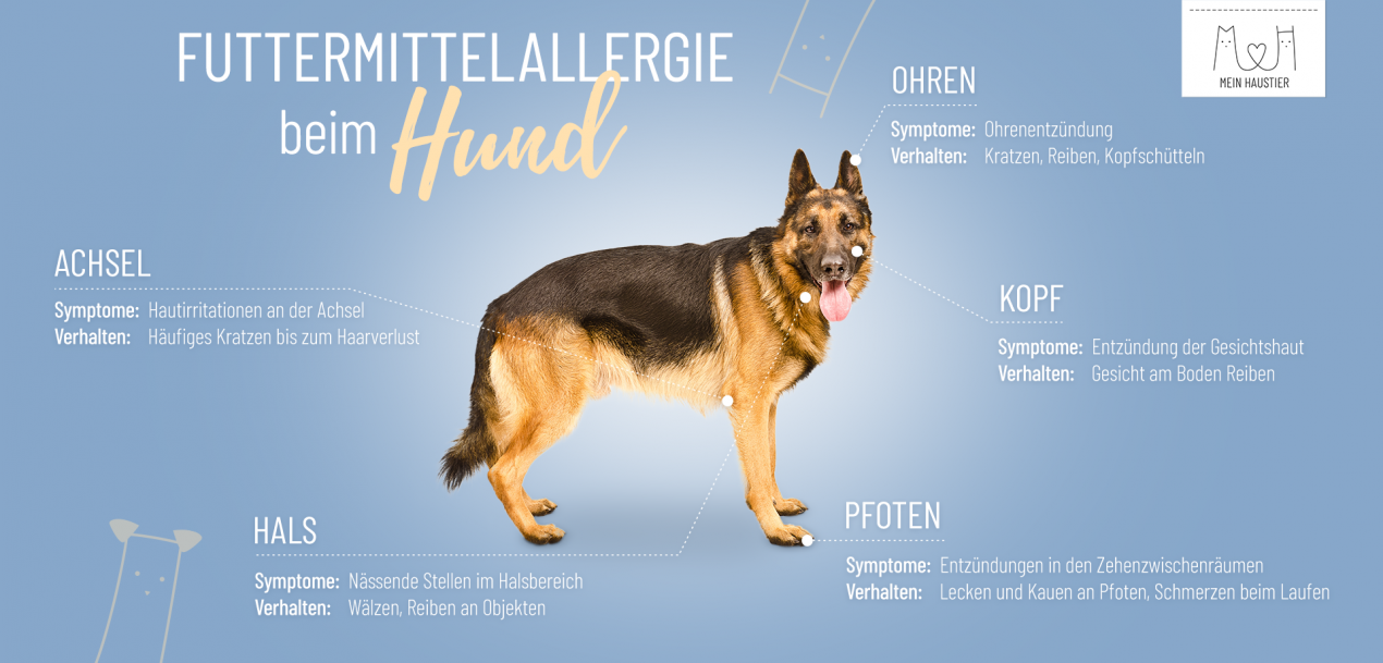Futtermittelallergie Hund Pfoten