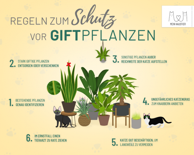 Giftige Pflanzen für Katzen